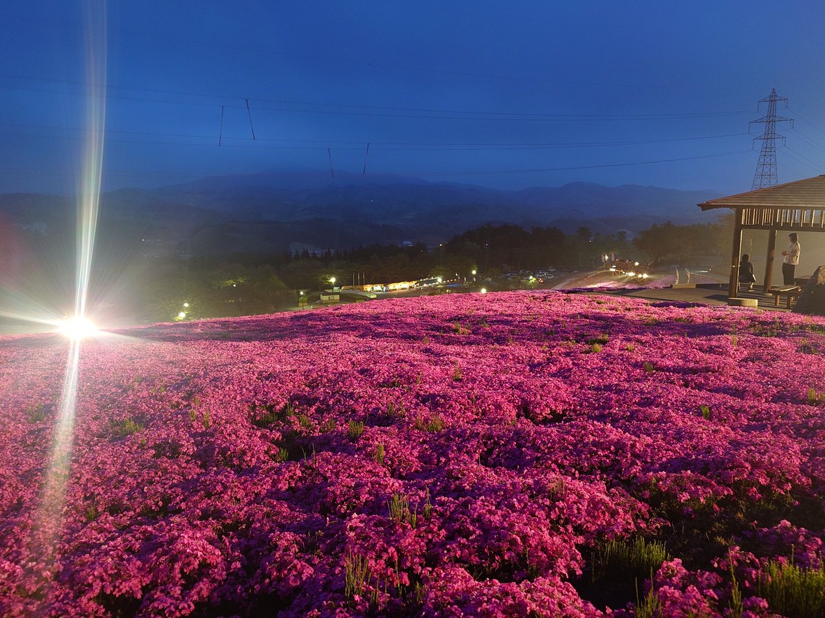 平田の芝桜の無料券をいただいたので、ライトアップの芝桜を見てきました😊
 お花が香を発してて癒やされました。

#空ネット