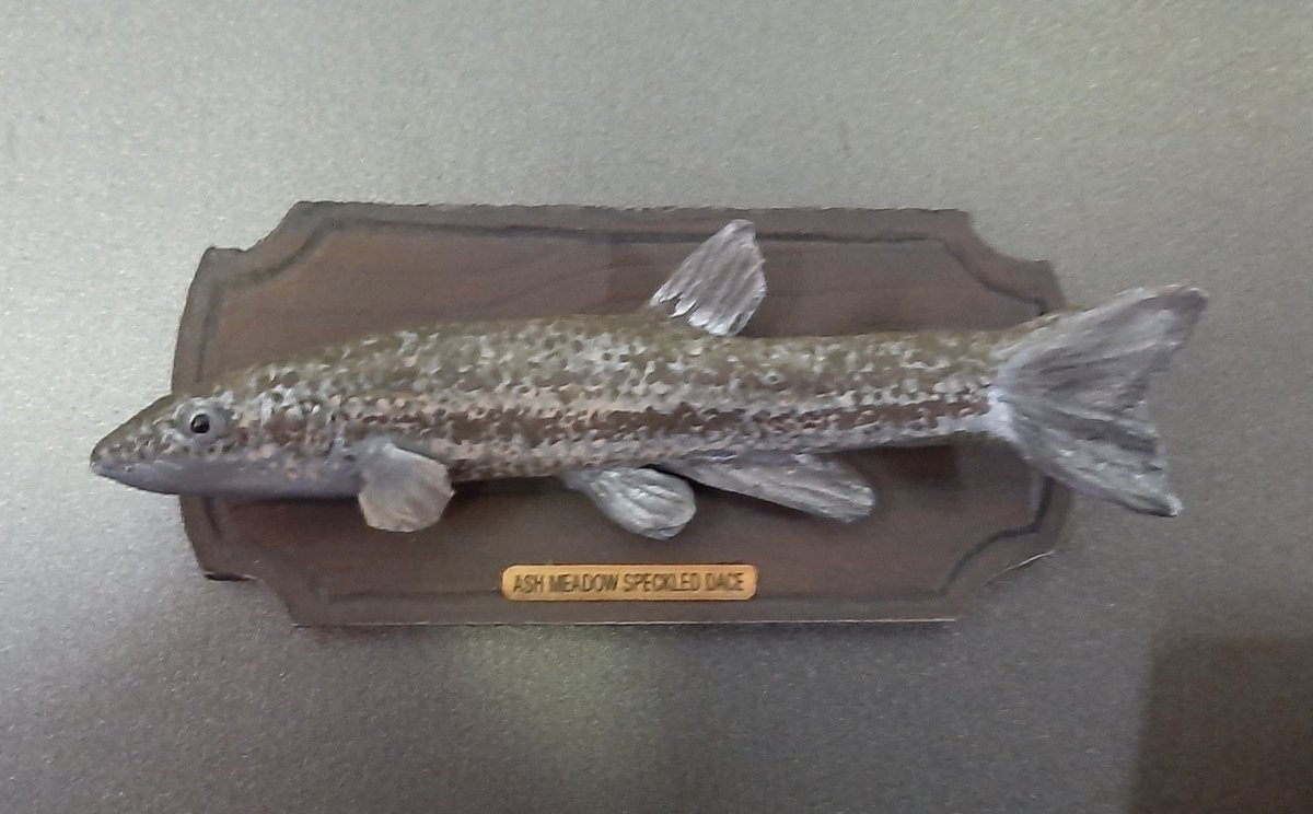 CoreyLives's tweet photo. Behold, the Ash Meadow Speckled Dace, an endangered fish native to the remote desert of Nevada. It's population is so low that civilians are not permitted within the boundaries of its habitat, wide swaths of land which are defined by the US Fish and Wildlife Service. https://t.co/MJ2VEVXRBY