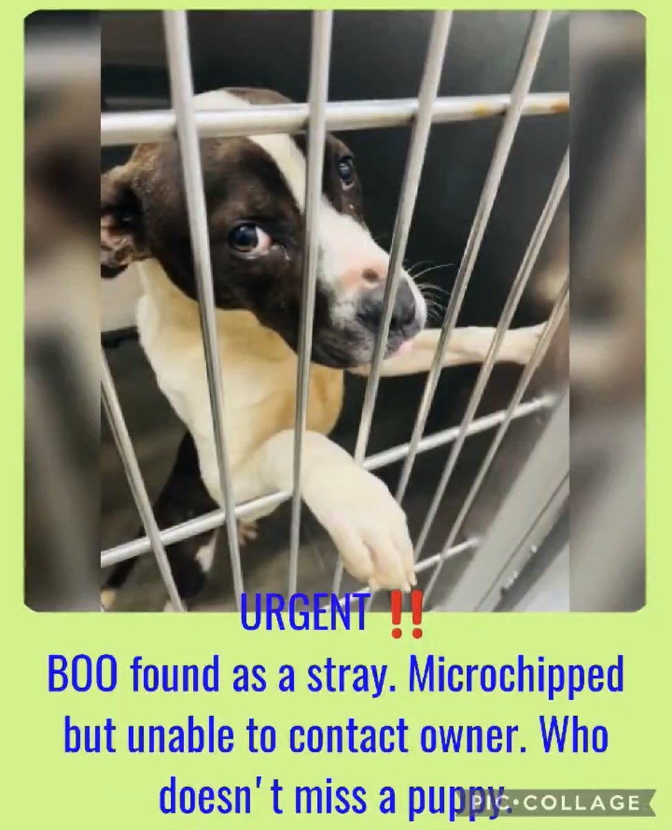 @carawil17888192 URGENT ‼️

BOO found as a stray. Microchipped but unable to contact owner. Who doesn't miss a puppy. 

#55680234
M
Neutered
11 mth
28lb

Russell Cnty-Phenix City AL 
#rescue #adopt #dogs #deathrowdogs #deathrow  #codered #savingrusselldogs
#puppies #rescuemyfavoritebreed #pledge