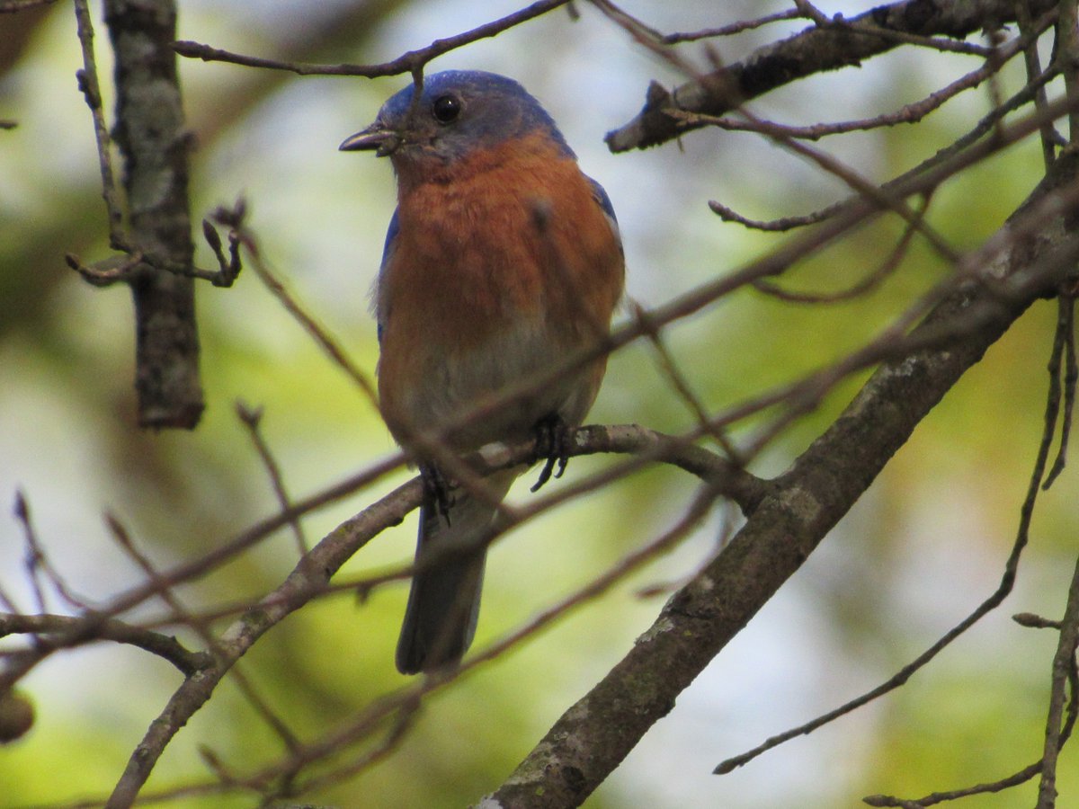 Why hello little bluebird. Thoreau once said, 'A man's interest in a single bluebird is worth more than a complete but dry list of the fauna and flora of a town.'