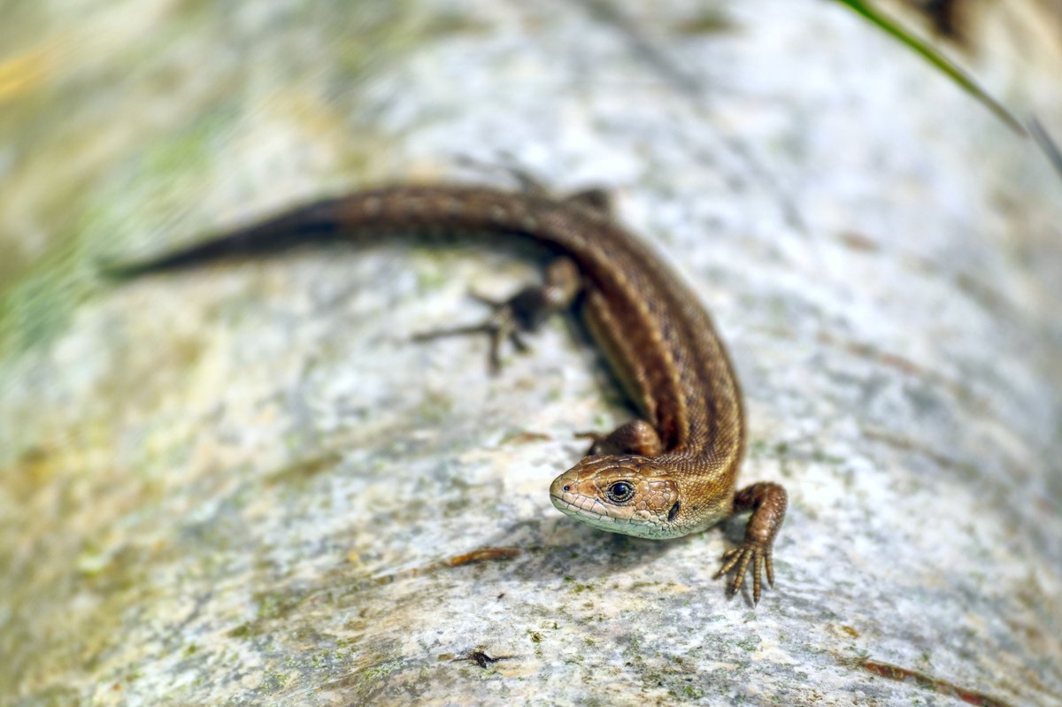 Reptilian Stare. A common Lizard caught sunning itself on a log.  #fsprintmonday #Sharemondays2024 #NorfolkWildlife #fujifilm_xseries