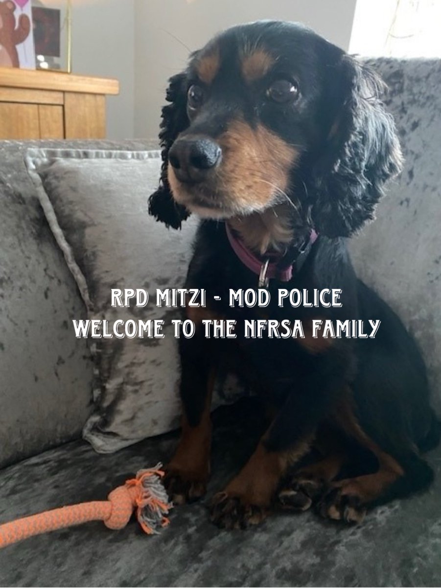 We introduced you to RPD Atos earlier this evening. His best bud is RPD Mitzi, who has also joined the NFRSA family after serving with @MODPolice. RPD Mitzi was a funny little search dog, everyone use to think she was a puppy in training as she is so dinky, either that or they…