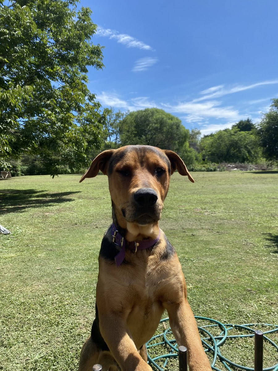 seguimos con la búsqueda de Otto, se pedio el día miércoles 10/04 en Córdoba capital, zona sur. Con el paso del tiempo podría estar en cualquier lugar. Por favor difundir así vuelve con su familia, lo extrañamos mucho!! Te esperamos todos los dias Otito 😔