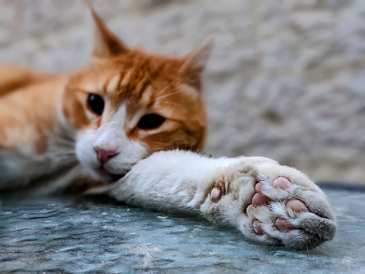 The paw of a hardworking feline.