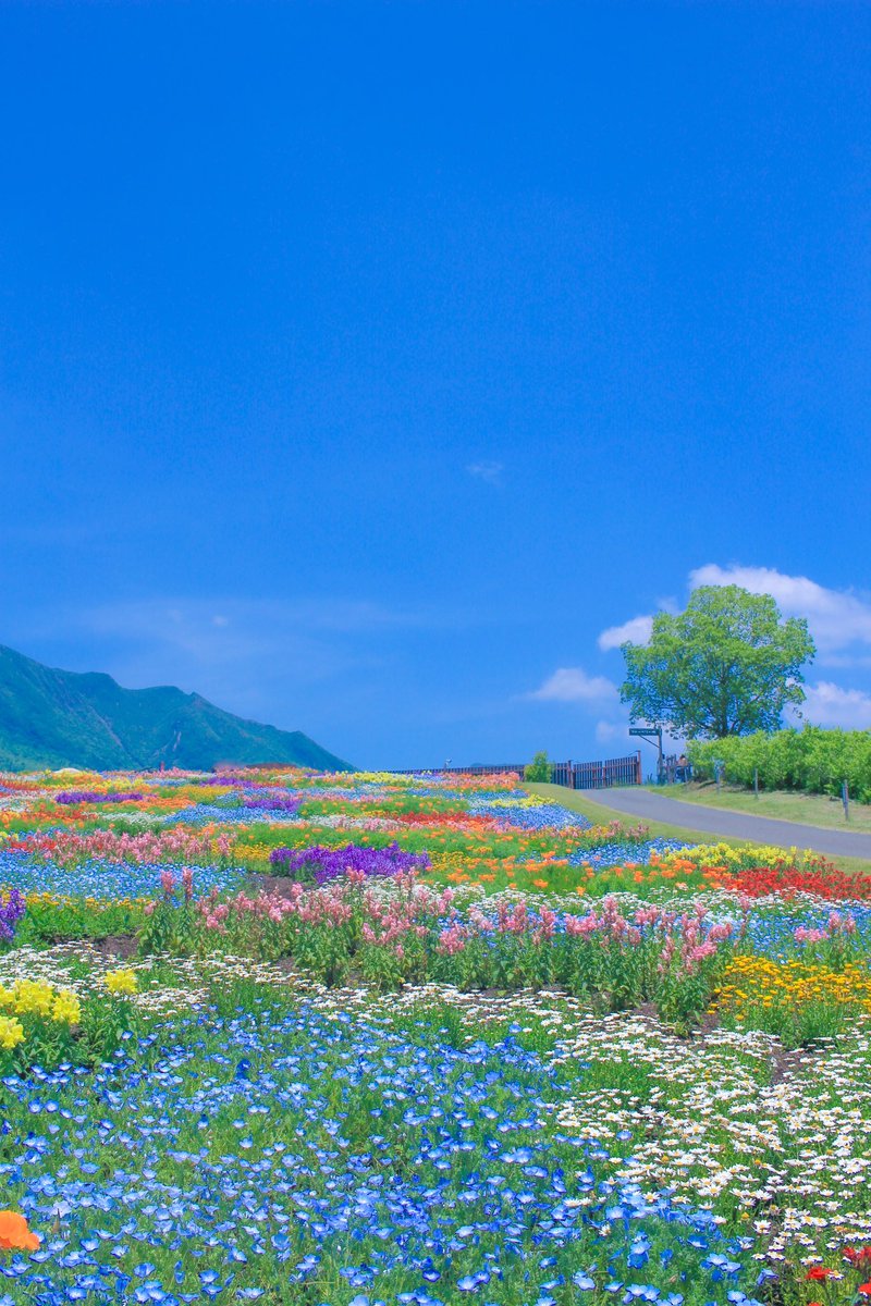 カラフルで可愛すぎるお花畑にまた行きたい。