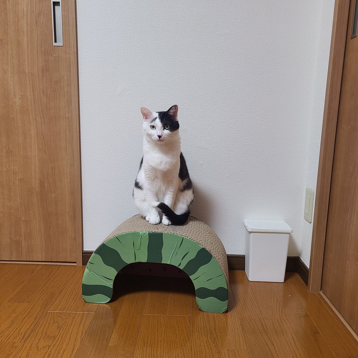 sachimaru_room's tweet photo. みなさん、おはようございます。
今日はお天気ビミョーだけど、元気でいきましょう🐾 
#うちのマミちゃん #うちのミィちゃん #猫のいる暮らし #猫好きさんと繋がりたい #CatsOfTwitter #cat #ねこ https://t.co/ILf0HZCvYk