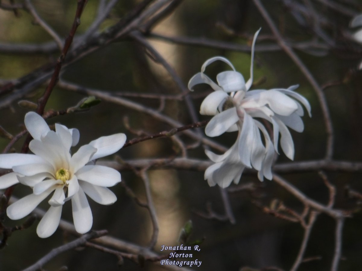 Magnolia Blossoms

.
.
.
#minolta #minoltaphotography #minoltapro #bokeh #closeupphotography #depthoffield #flowerphotography #landscapephotography #shadowphotography #springphotography #Maine #mainephotography #springtimeinMaine #shadows
.
.
.