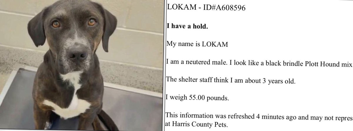 ❤️🎊🥳🎉🎈LOKAM’S angel has arrived 😇 Thank you everyone for continuously sharing and pledging for him 🙏🐾 May he never see the inside of a shelter again! As more details are provided updates will also be provided! Congratulations LOKAM ❤️🐾🎊🎉🥳🎈