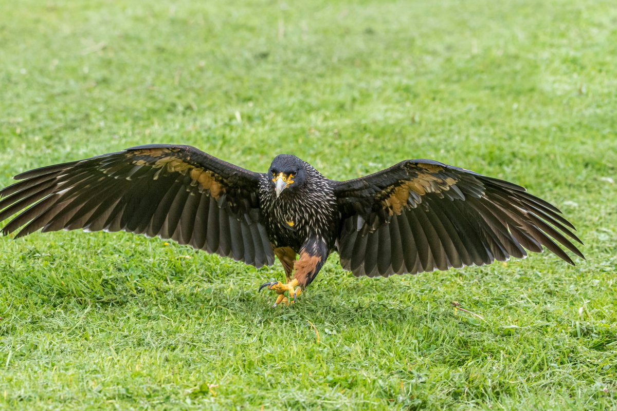 Striking a pose This is a Striated Caracara, a large bird of prey found in South America.  Also known as the Johnny Rook, these birds are quite curious and have been known to show little fear of humans. #BirdsOfPrey #southamerica #photography