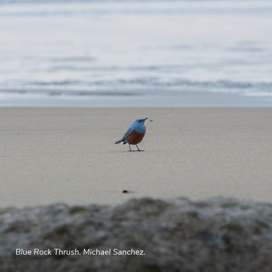 Meet one of Oregon's rarest birds in its history to date - the Blue Rock Thrush. Vancouver resident Michael Sanchez unknowingly captured ground-breaking photos of this very rare bird near Hug Point State Park last Sunday at dawn. 

📷: Michael Sanchez