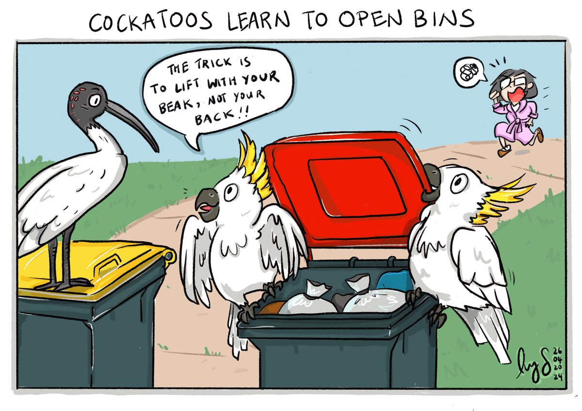 ✨Cockatoos have learnt the art of opening bins - in an escalating 'arms race' between them and humans! Drawing the roly poly cockatoos was definitely a highlight. :D 🎨 Art:@ivyhish #cartoon Inspired bythis lovely @smh @angus_dalton article: smh.com.au/national/nsw/f…