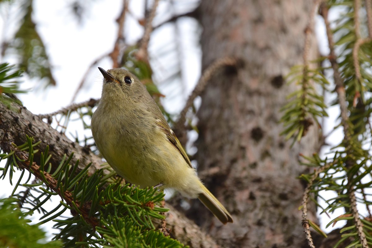 Ça ressemble de plus en plus au printemps pour la faune aviaire. La belle visite du jour, observée et photographiée entre deux courriels et deux textes: un roitelet à couronne rubis.