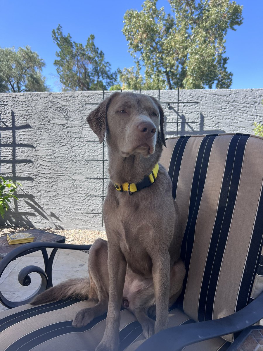 My chief of staff and bodyguard while I do emails, follow up in the backyard.