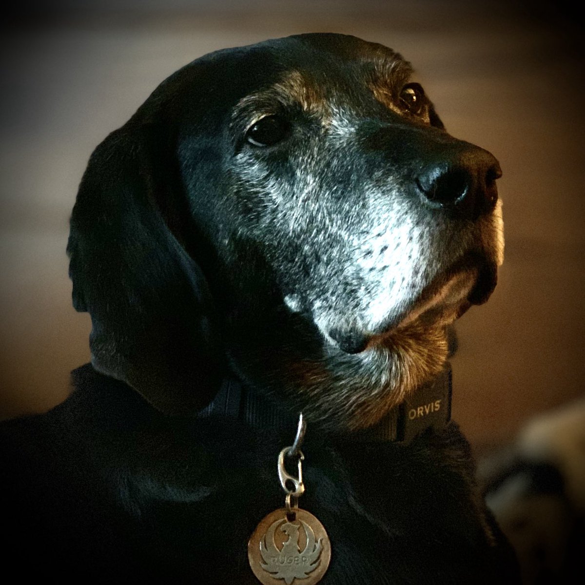 Wanted to let you know that Ruger passed away this afternoon, he was 14 years old. We initially fostered him through ⁦@cnwhnj⁩ and he got into all sorts of trouble; garbage diving, counter-surfing, howling, and ultimately he stole our hearts. He will be dearly missed. 🐾💔