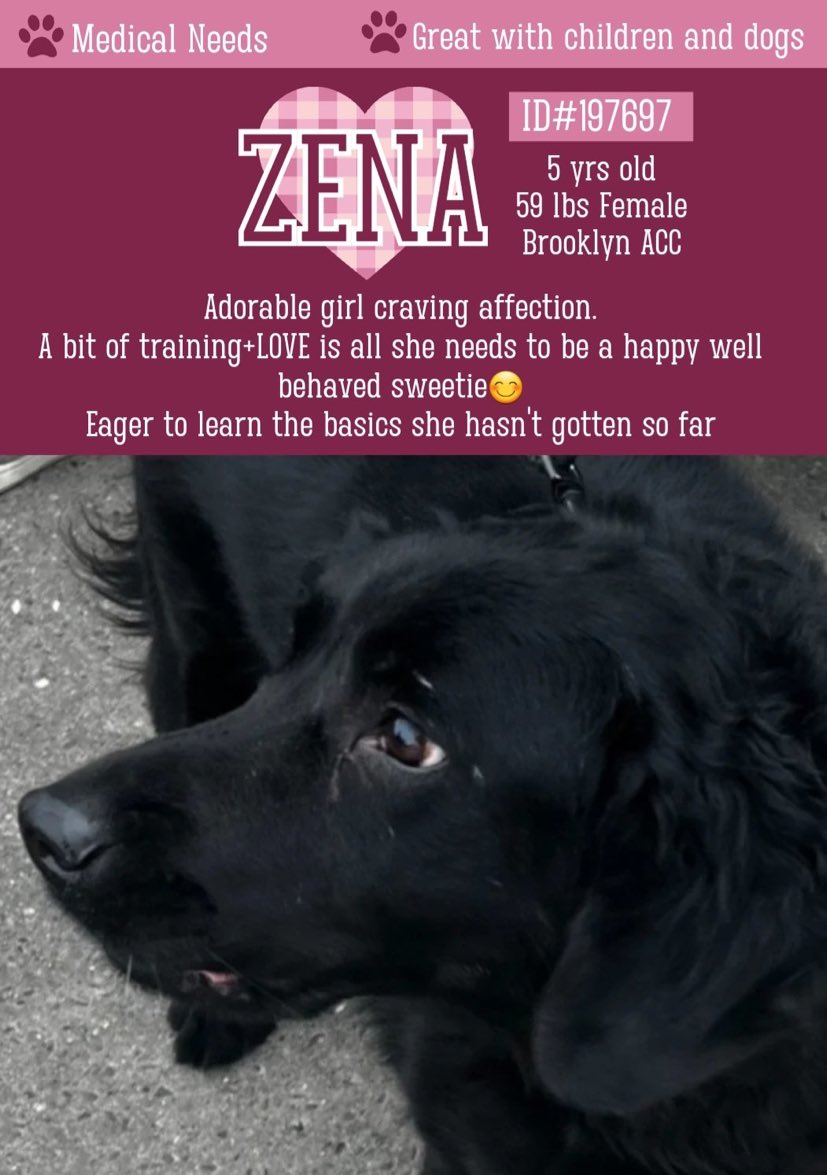 💞Zena💞 #NYCACC #197697 5y ▪To #Adopt/#Foster: ▪️Pls DM: @CathyPolicky Or nycacc.app/browse/197697 ▪Live in N.East ▪No kids under 13 Tysvm 💗Zena