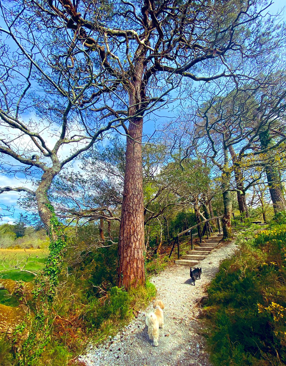 Follow the leaders…🐾🐾 #ThickTrunkTuesday #Trees