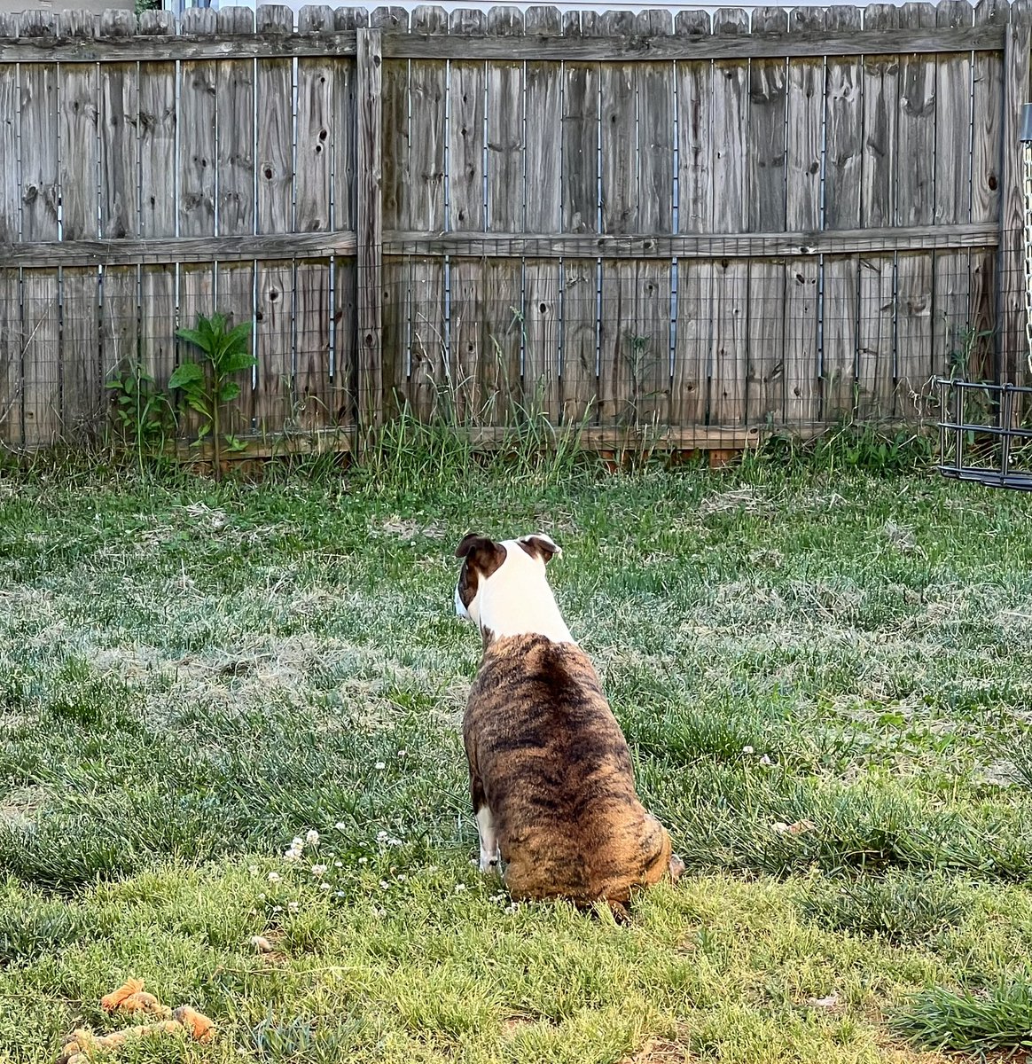 She’s in deep thought. 
#uglydogs