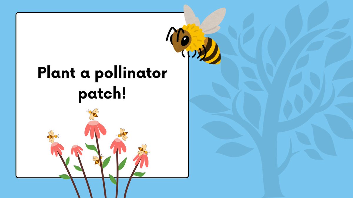 From butterflies to bees, we rely on essential pollinators to promote growth in gardens and local farms. Helping these pollinators is as easy as adding native plants to your yard or starting a container garden on your balcony! Read our tutorial at bit.ly/3JLwDO5.