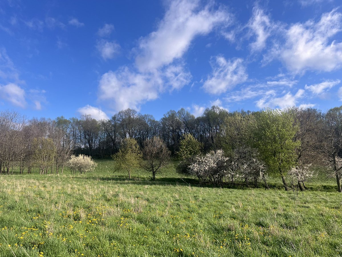 Blue skys and plums blooming! A beautiful sight after the last three soggy days of working in the rain.