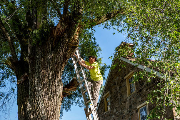 Proper pruning enhances tree health and appearance. Our skilled arborists carefully remove deadwood and shape trees to promote growth. Trust us to keep your trees thriving and beautiful! #TreeCare #TaylorTreeCo