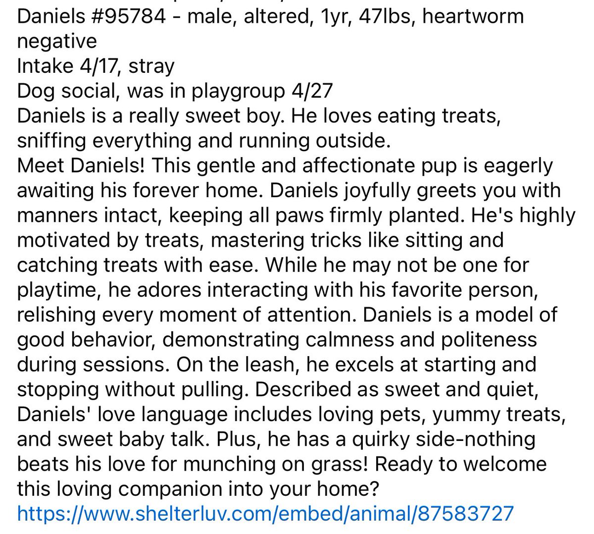 GCAC has negative kennel space 💔
🌟 Meet Daniels ! 
‼️ Needs placement ASAP
⭐️ See photo for contact info and 
      details about this sweet boy! 
📍 #YeahTHATGreenville, 
      #SouthCarolina 
@G4TXNYCpups @Dubs4Mutts