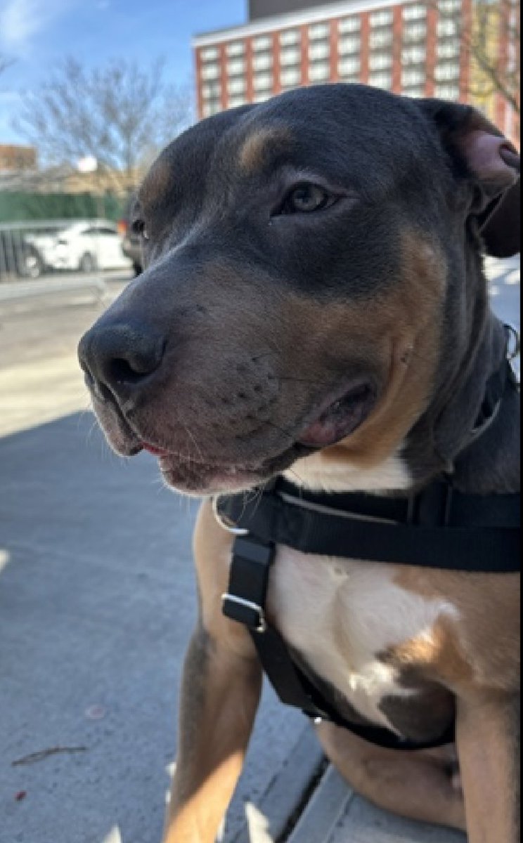 🎉🎊 Kenai🎊🎉 Our #PuppyOfTheDay Has been Reserved !🎉 We r so thrilled + hoping he's in his 4ever 🏡 soon. Tysvm 2 all 4 Pledging, Caring + Sharing! We couldn't have done it w/o u💗 Pls wait 4 freedom pics/info from @TAPNYACC, or pulling ResQ 2 honor pledges❤️ Tysvm❤️
