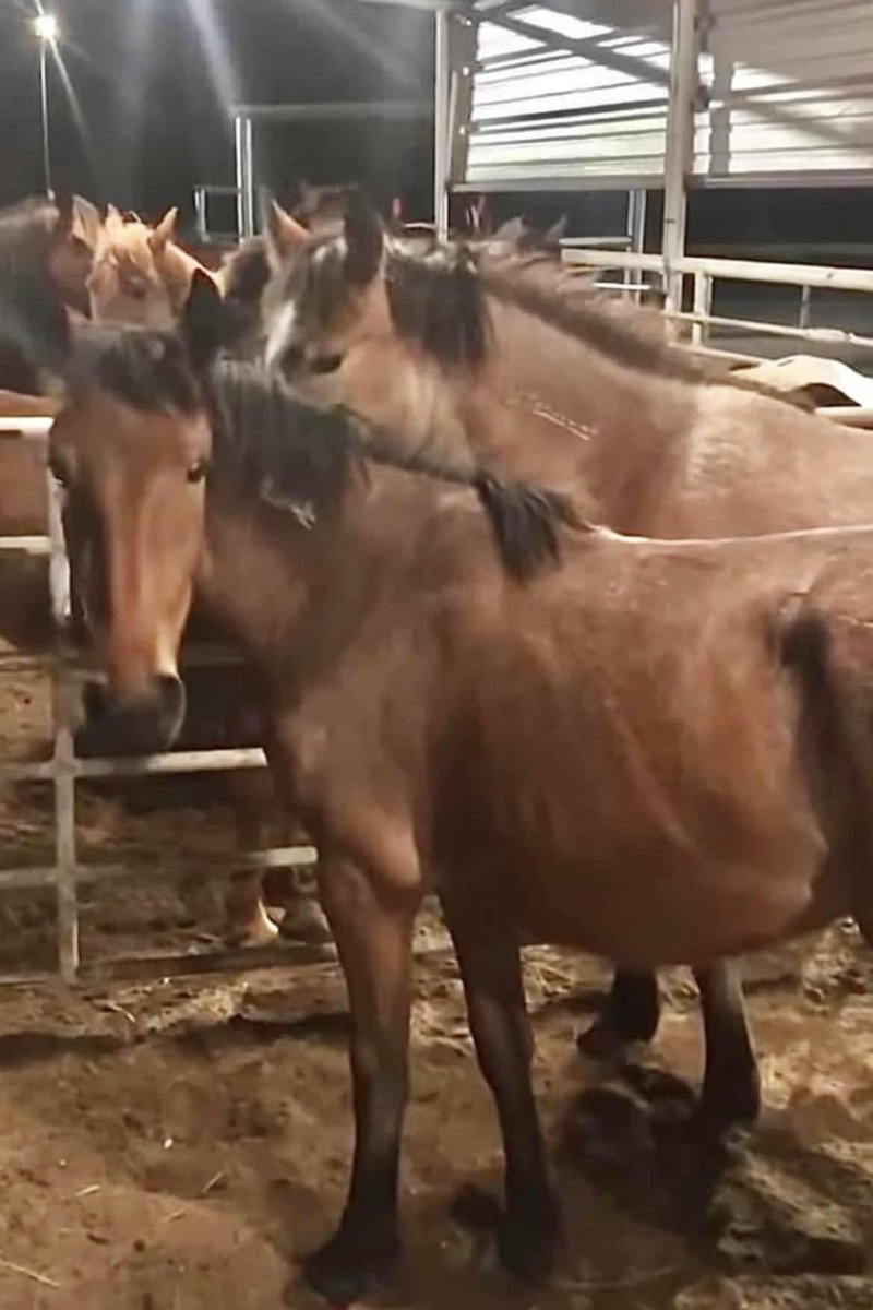 $1287.50 needed for May 1st Kansas board & Oklahoma foster care Wonderful home in NY for 7-8  mustangs 4 are shipping TOMORROW if you would like to help paypal.com/donate/?hosted……… venmo.com/u/SaveourWildH……… buy.stripe.com/4gw7tI8sYdUJ1X……… Please #RT #Share #Donate #WildHorses
m