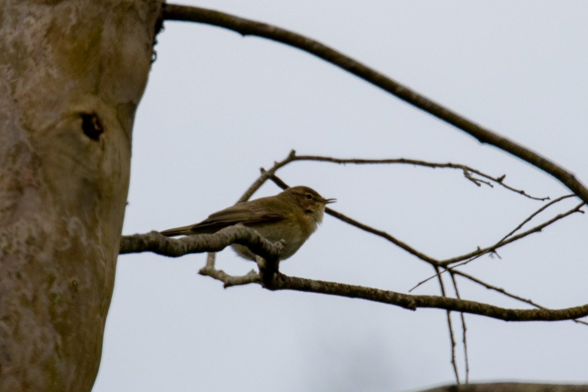 I've been hearing a #ChiffChaff in my garden for days now and... here it is!

#WelshBirds