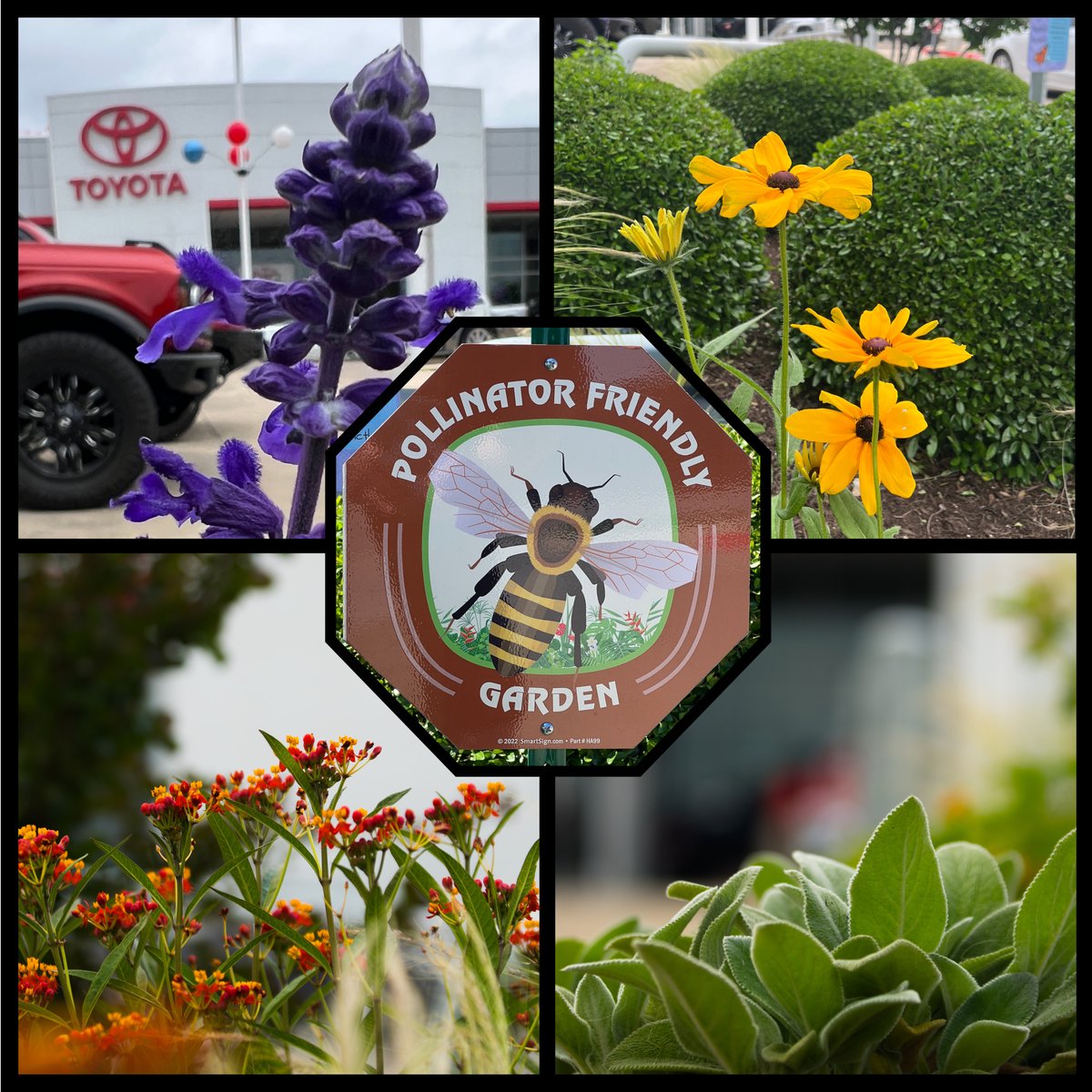 Spring is in full swing here at Toyota of Irving, as evidenced by our gorgeous new #PollinatorGarden! Irving is a busy, growing area and we want to make sure there's still plenty of pollen for local bees and migrating butterflies as they pass through. 🐝🌺 🦋 #LEED #DEEP