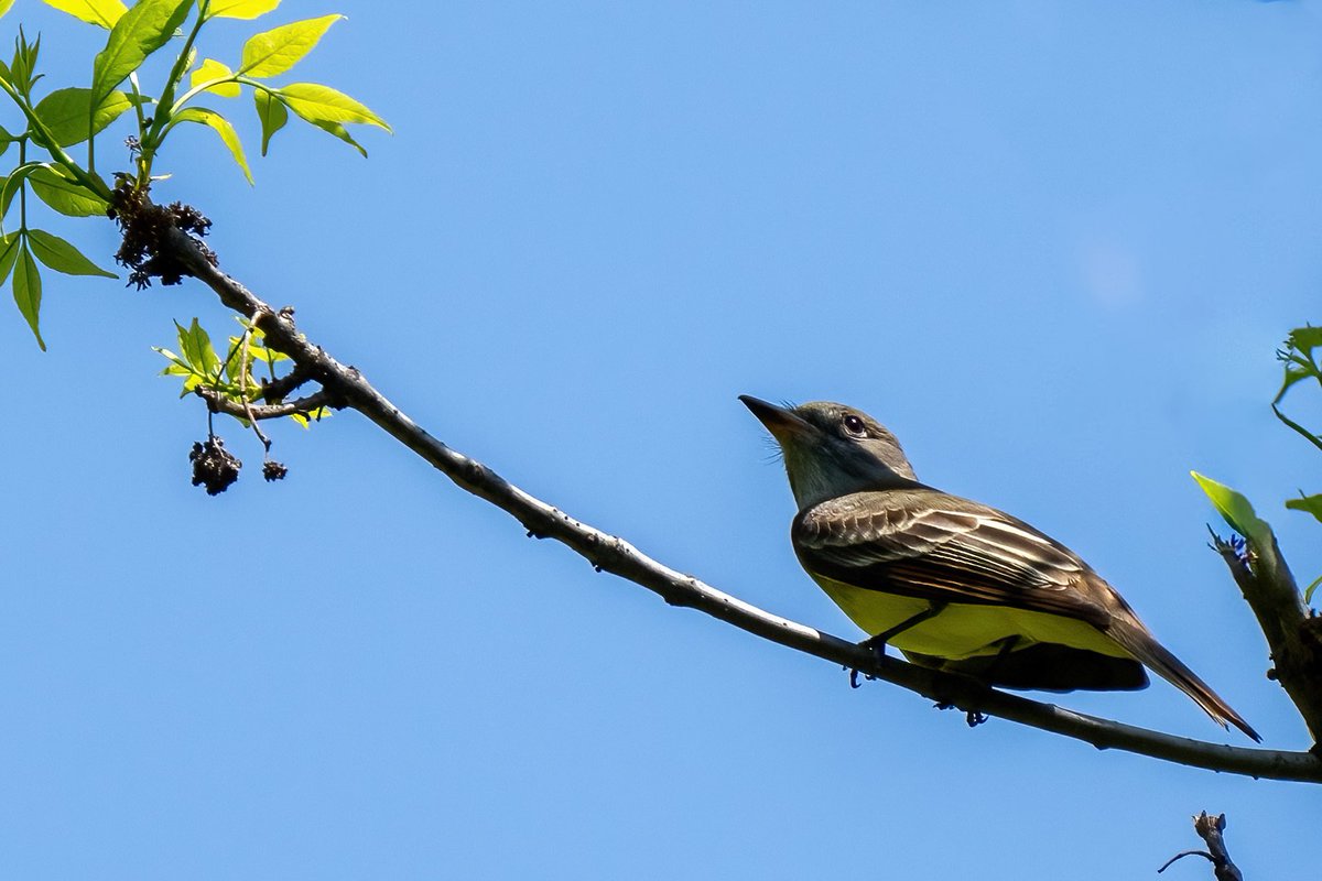 Great-crested flycatcher at the Loch @CentralPark_NYC #birdcpp #BirdsSeenIn2024 #birding #BirdTwitter @inaturalist #BirdsofNYC @BirdCentralPark #BirdsOfTwitter #birdphotography #NewYorkCity #SonyA1 #springmigration #flycatcher