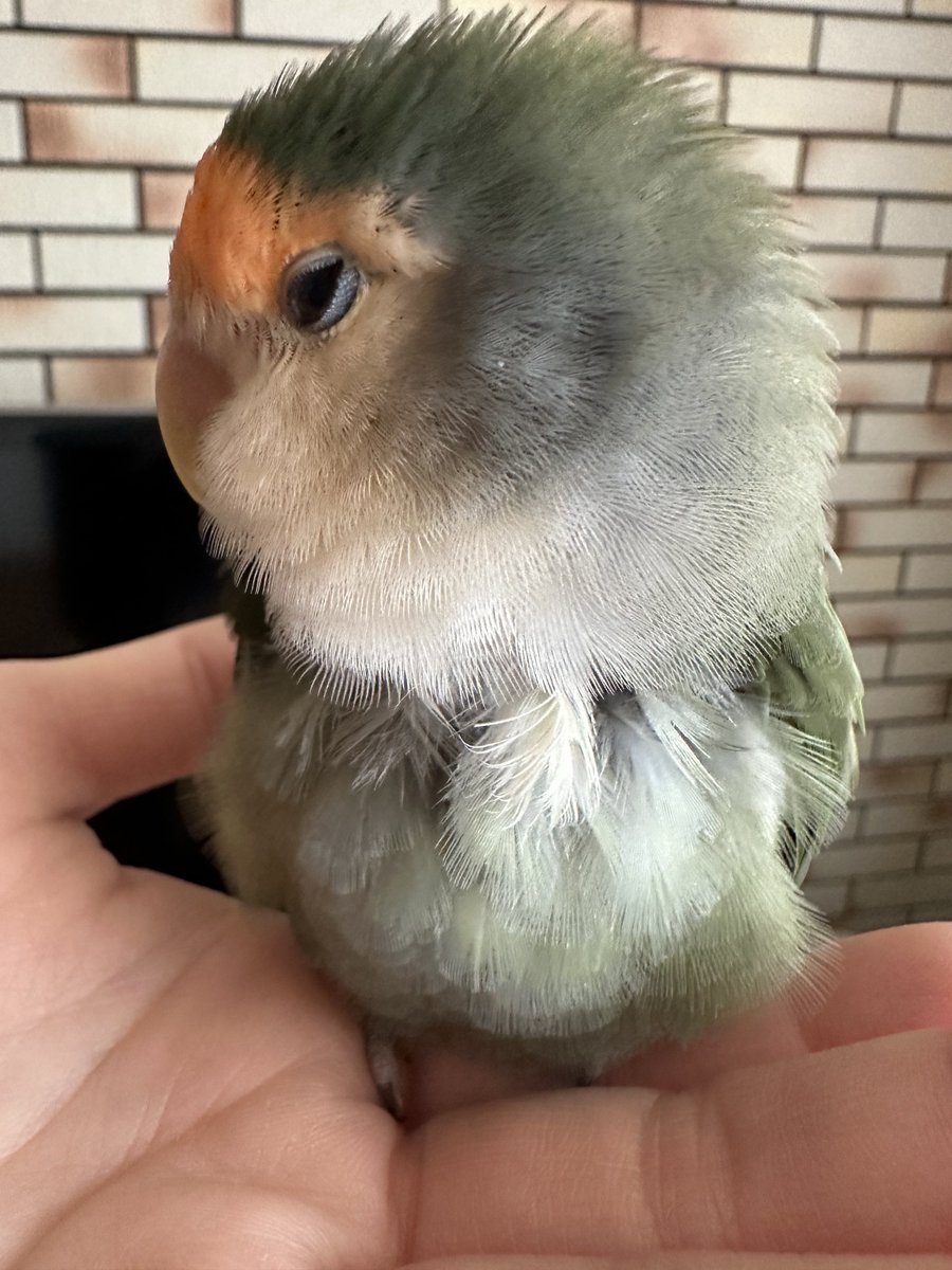 うなぎも眠くて頭でっかち☺️

#コザクラインコ
#うなぎ