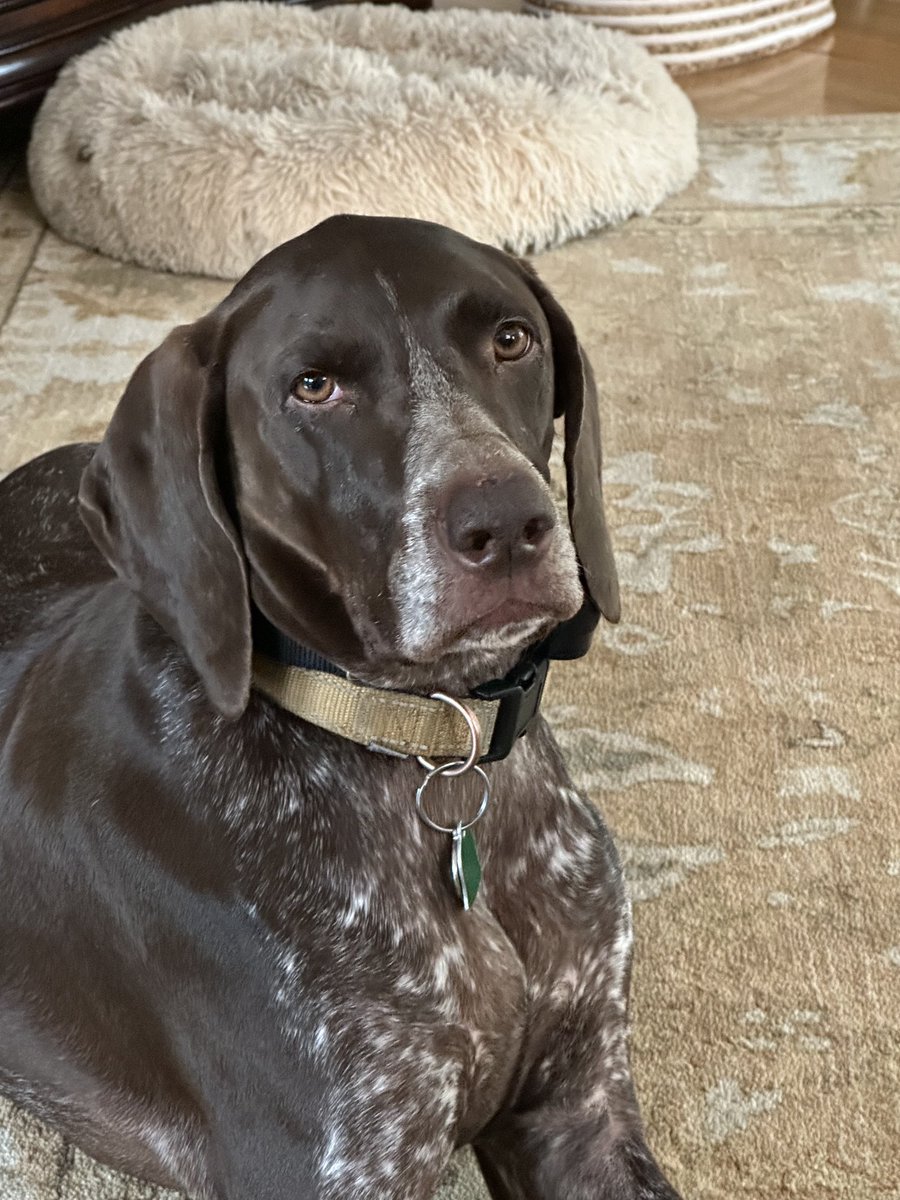 tekress's tweet photo. I love this dog https://t.co/ZYCJXf94tn