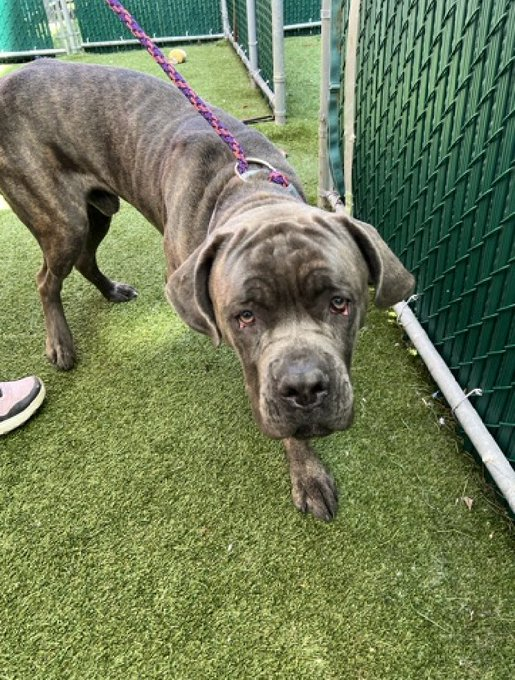 🐾90+ lbs, 1-y/o pretty Pinky found tied up on a street & brought in by police. Wiggly, exuberant, social, friendly, seeks attn, excitable & working hard on his manners & leash skills. Needs a foster offer by *4/30* nycacc.app/#/browse/198450
