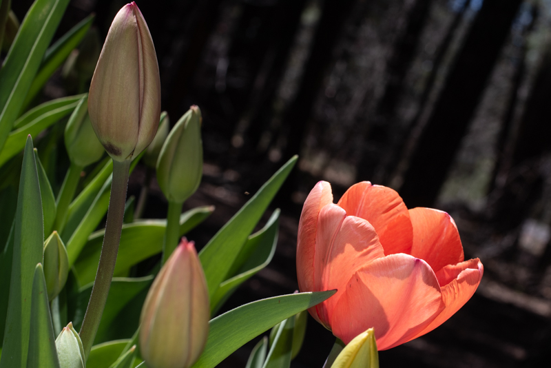 Two early bloomers in the mountains of eastern Arizona #tulips #SkaGarden
