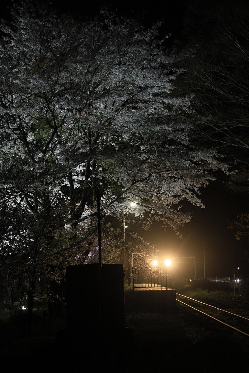少し前に戻って、 #会津鉄道 #養鱒公園駅 の #桜 。 #駅舎 脇の１本の大きな #ソメイヨシノ は夜には #ライトアップ され浮かび上がります！