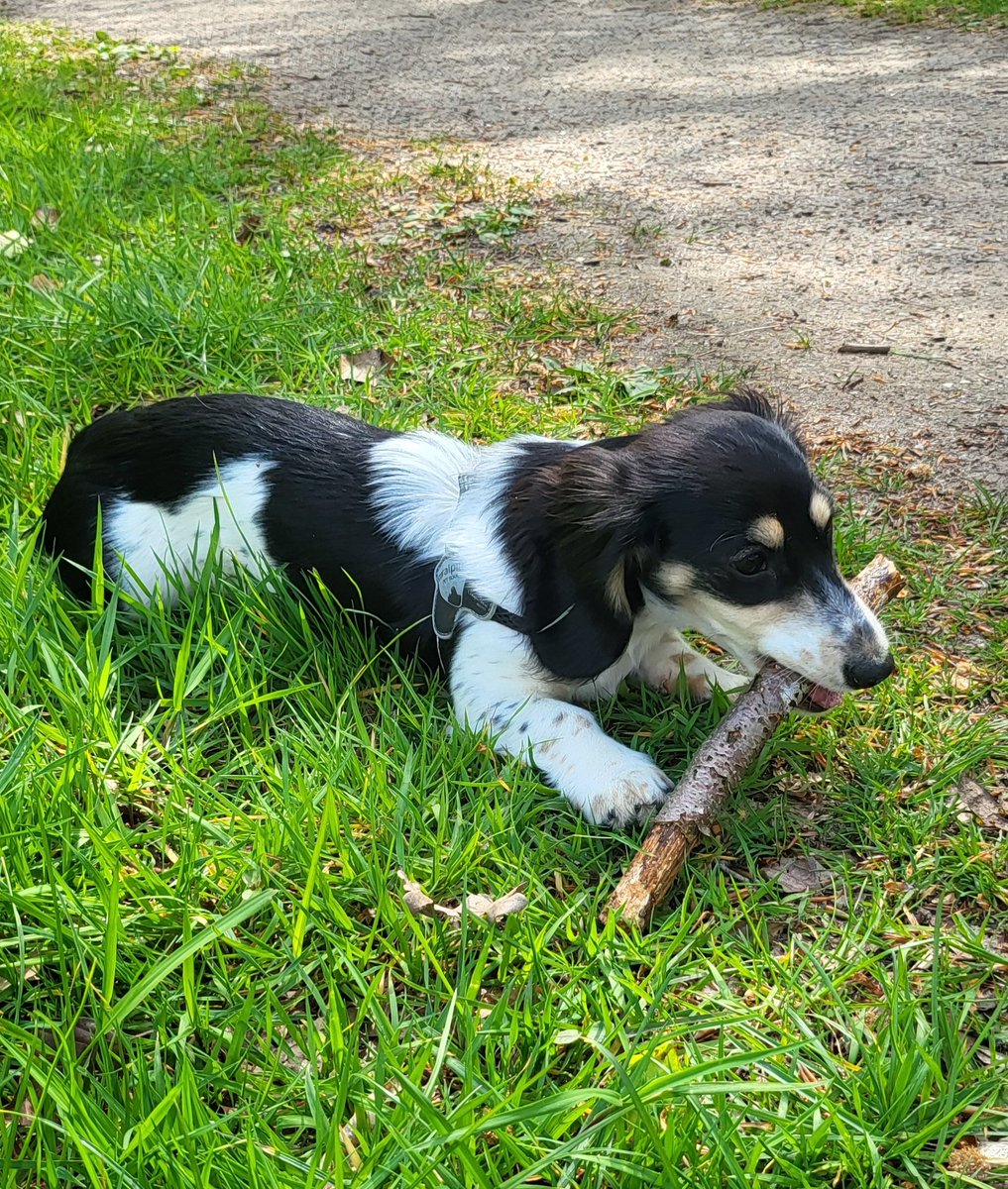 My stick.... 😎🐾
#Bandita #Zelda #DogsofTwittter #Dachshund #Doxie #Teckel
