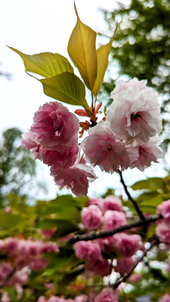 昨日の飯田、長野市、上田市、八重桜(長野県)
いいとこやった