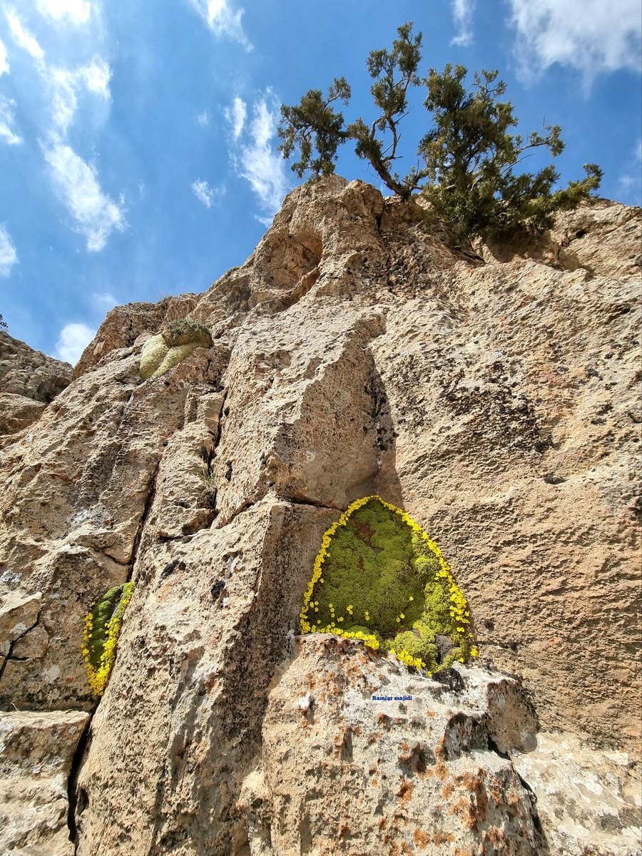 ramiar170's tweet photo. 🌿🌿
Dionysia tapetodes Bunge
Primulaceae
Daregaz,Khorasan,Iran
Aktitude: 2500m , April2024

عروس سنگ بینالودی،عروس سنگ سامانی
تیره ی پامچال
خراسان ، دره گز ، فروردین ۱۴۰۳ ، ارتفاع ۲۵۰۰ متر 

#Dionysia_tapetodes https://t.co/KEmb2BenPB