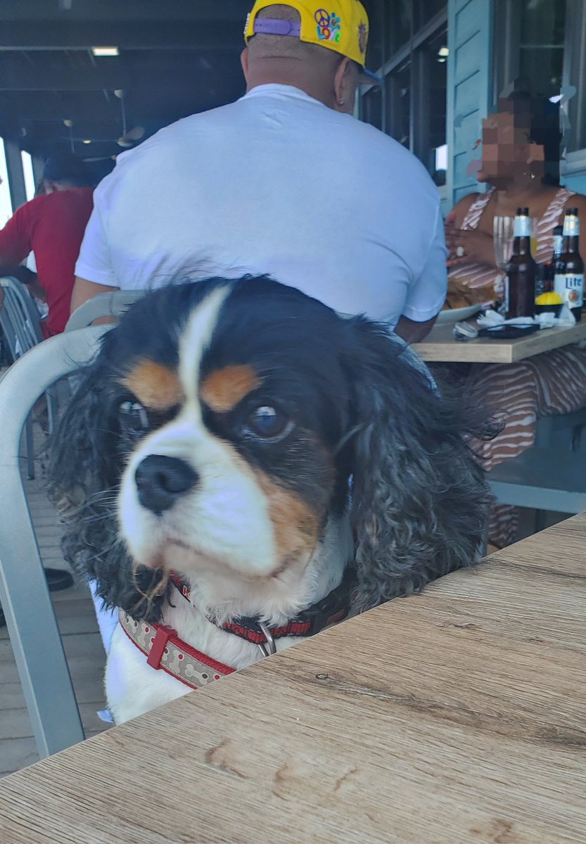 Galveston Island is quite dog friendly! 🐕 My Lola was very much the lady aka Lady + the Tramp when we went to a dog friendly restaurant. Her poise at the table got a few giggles from passerbys too. 🤭🥰 🐶 #islandtime #galveston #dogsoftwitter #WeekendRoundUp