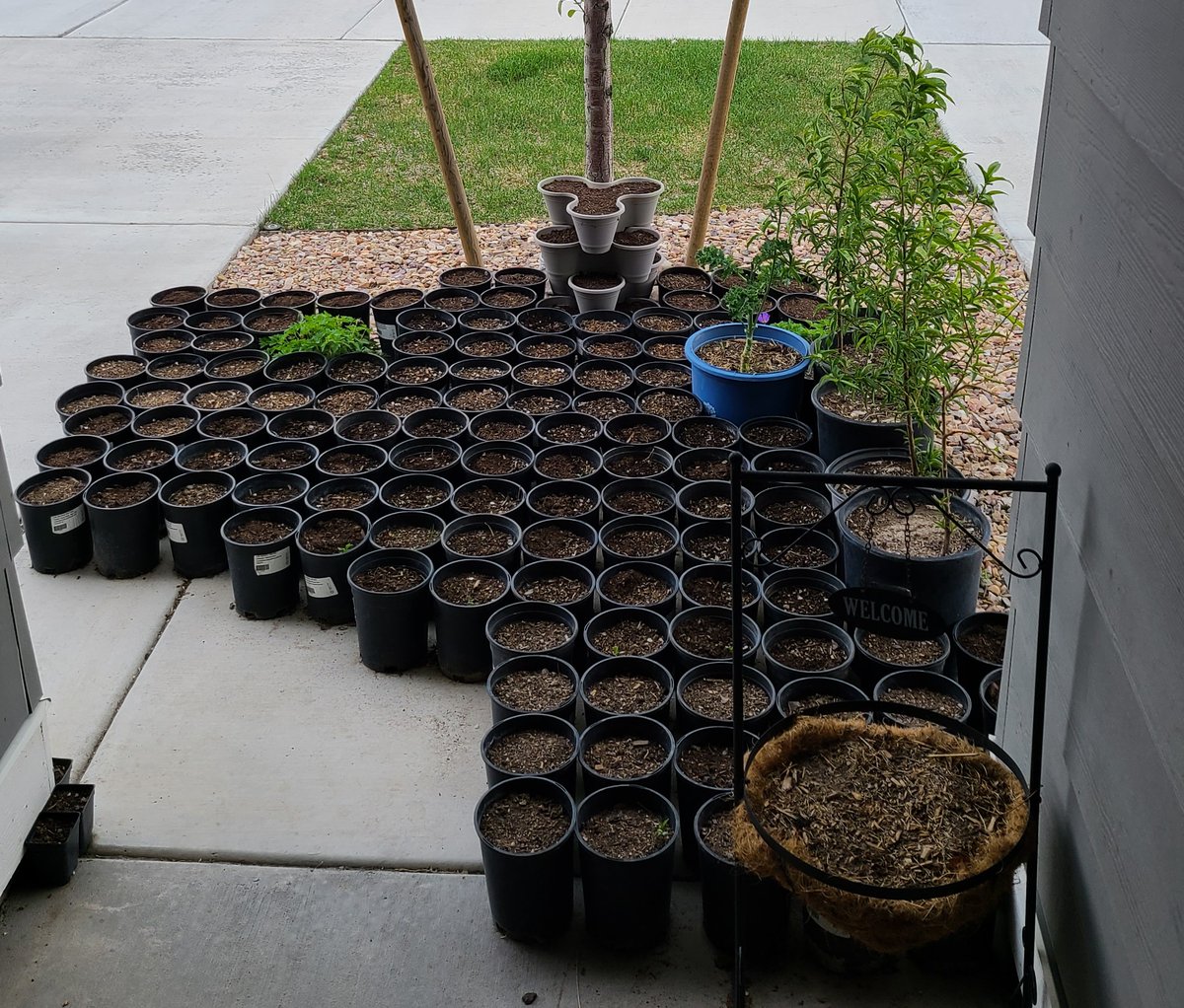 At what point will my townhome community's HOA tell me I've gone too far? #containergardening #pushingthelimits