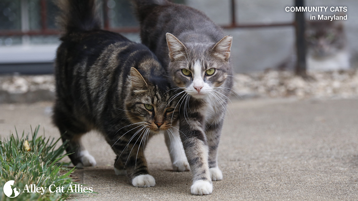 Community cats (unowned cats who live outdoors) are very bonded to their outdoor homes and feline family members. Any attempts to help them must respect those facts--which is why #TNR is the humane and effective approach! Learn more at alleycat.org/CommunityCats