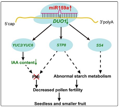 You want seedless #citrus? 🍋 Because this is how you get #seedless citrus! 🍋 Xu et al. reveal the role of the miR159a-DUO1 module in regulating #pollen #development and the modulation of both seed devo. and #fruit size. doi.org/10.1111/jipb.1… @wileyplantsci #PlantSci #crop