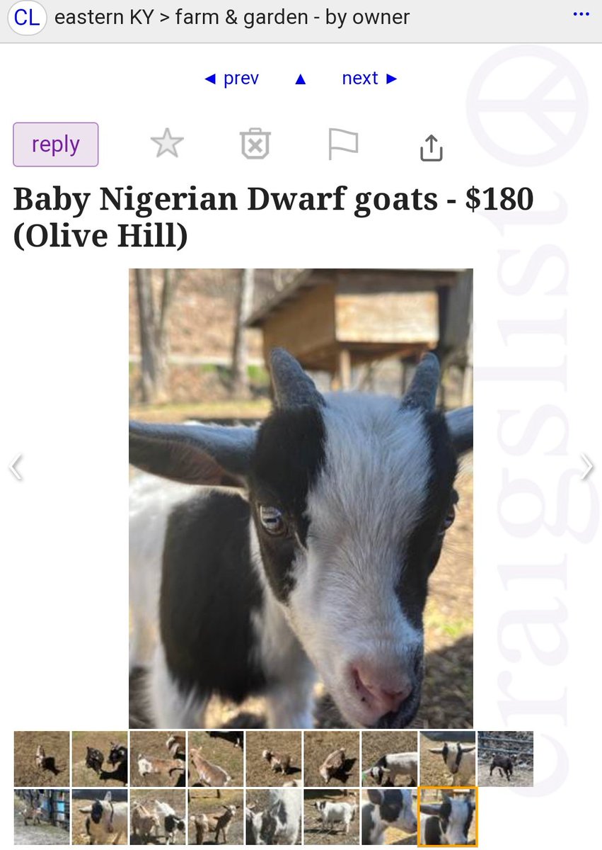 Also someone buy Me this adorable dwarf goat.♥️