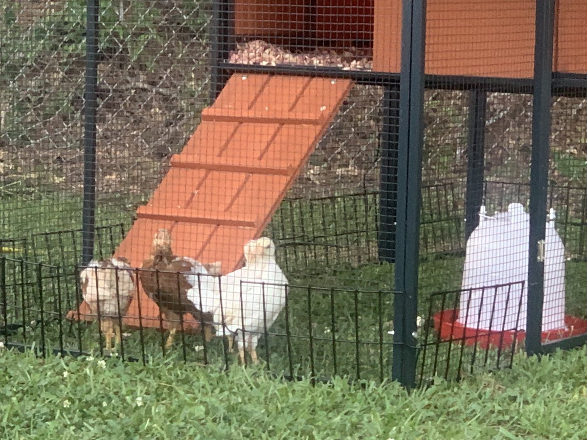 Put the girls out because they are old enough and the weather is warm enough. We also added fencing to the base that goes about 7 inches underground to prevent predators from digging. But plan tonight is to shut them inside the coop and open tomorrow as they learn.