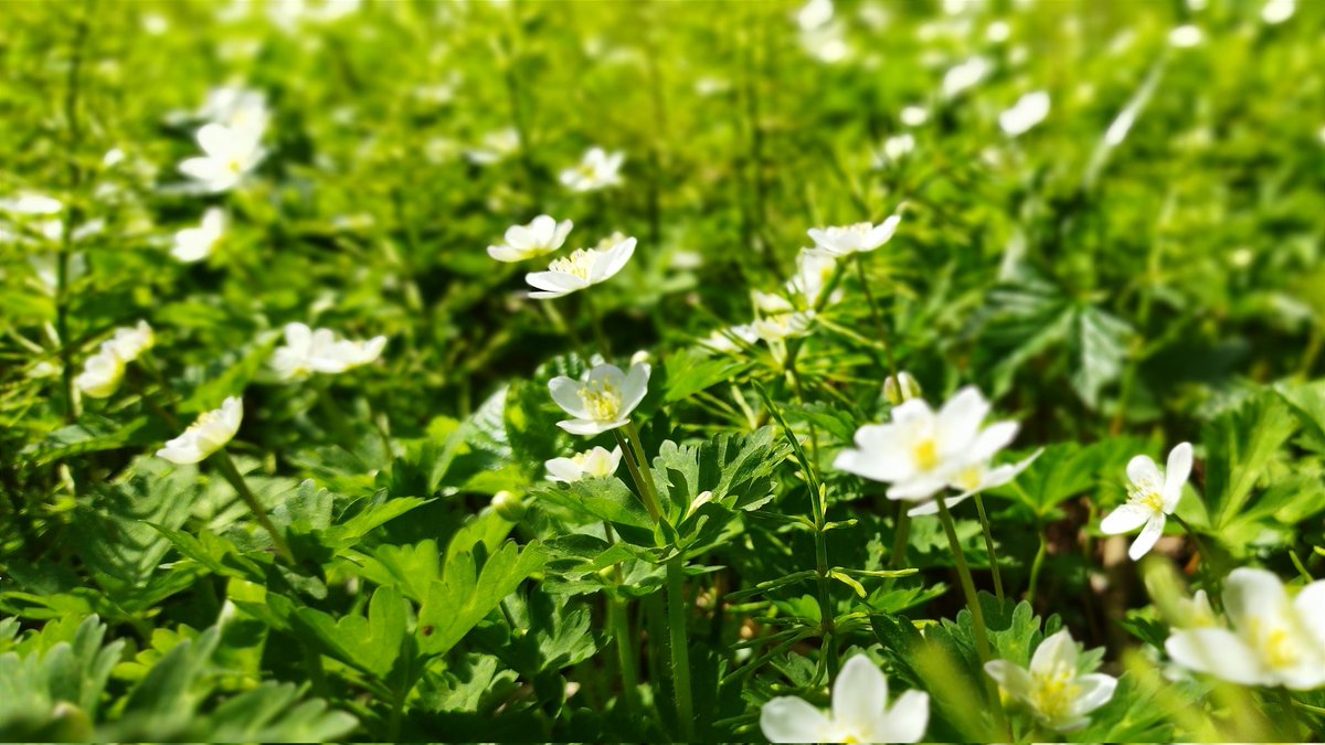 長い冬がありました。 枯れた森に緑が芽吹いて、 そして迎えた花の春。 たぶんね、これが約束。 だから毎年ここに立つんだ。 確かめて安心するみたいに。 昔読んだ漫画のセリフがよぎる。 『花はね、 ピースピースって言ってるんだ』 #地には花を平和を🌱 #あらゆる戦争に反対します🕊