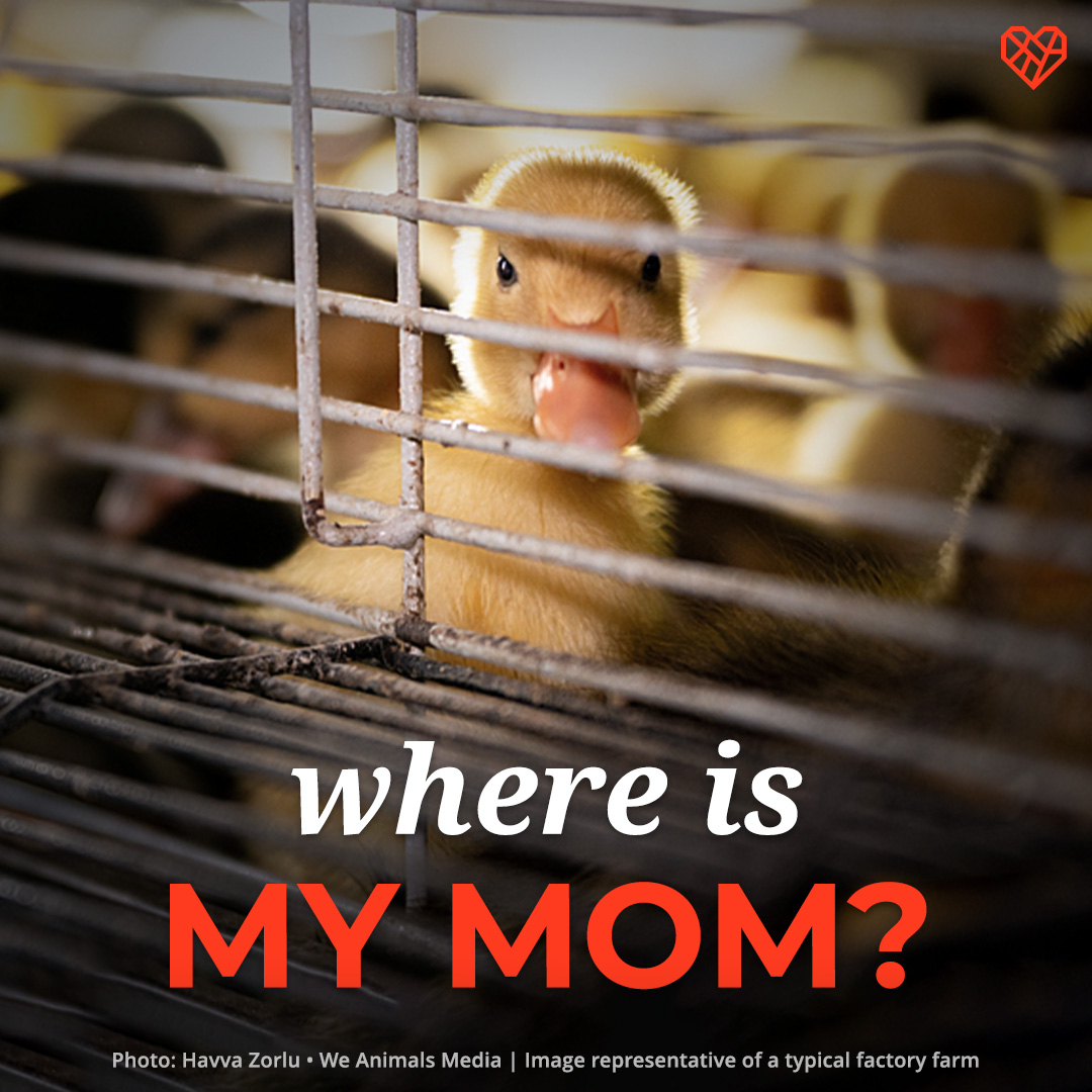 Separation between a mom and her baby is traumatic for both—but despite this, the meat and dairy industries force millions of animal mothers to bear babies just to have them torn away, year after year after year.

📸 @havvazzorlu / @WeAnimals Media