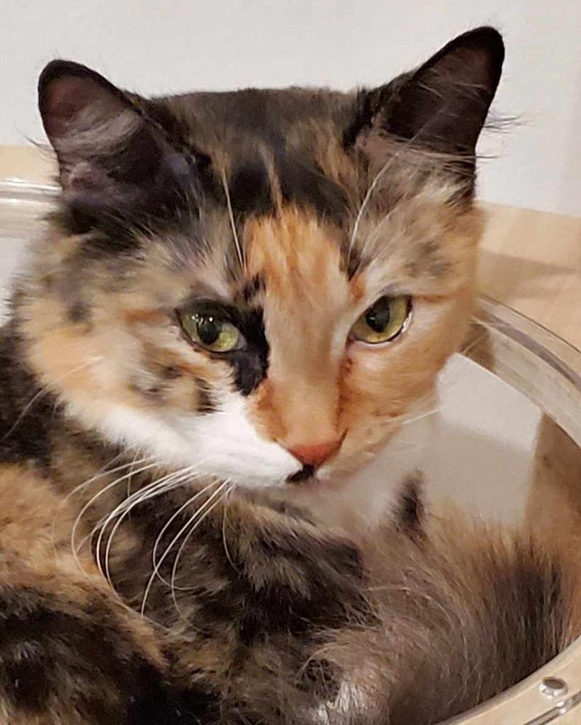 Meet new recruit Mira! 

This little love is 1.5 years young ready to find her forever family! Her purrfect match would be a calm home with no children under 12

#safeteamrescue #adoptdontshop #catcafe #edmontonadoptables #rescuedismyfavoritebreed #yeg #yegcats #catlovers