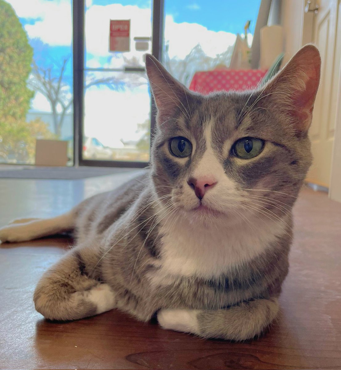 Looking for a furry family member? Meet Davidson! 

This 7 year old sweetheart is going to be a purrfect pal to someone special! 

#safeteamrescue #safeteam #adoptdontshop #edmontonadoptables #rescuecat #rescuedismyfavoritebreed #yeg #yegcats #catlovers