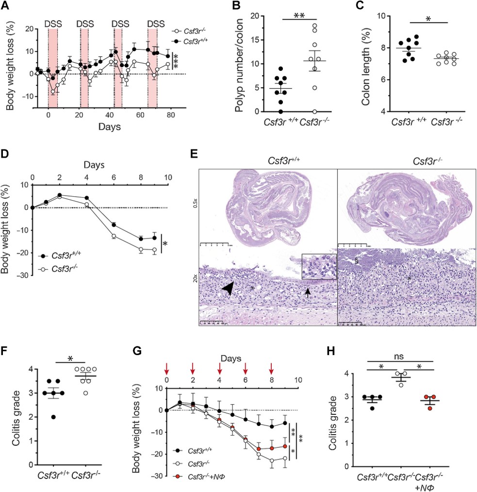 New from the April issue— Neutrophils Mediate Protection Against Colitis and Carcinogenesis by Controlling Bacterial Invasion and IL22 Production by γδ T Cells, by Silvia Carnevale et al. bit.ly/4dmf0SA @HumanitasMilano