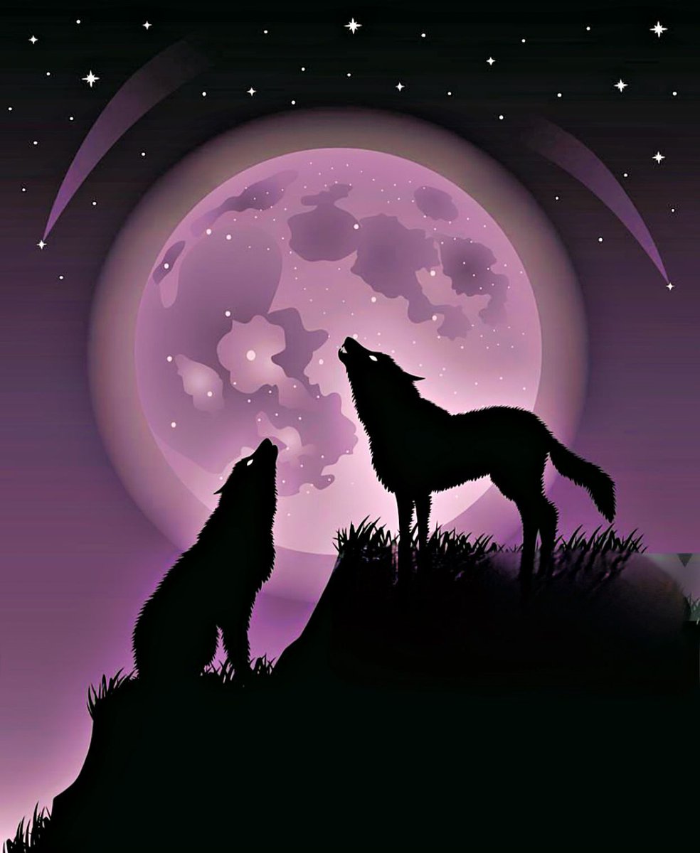 Monad Wolf tweet media